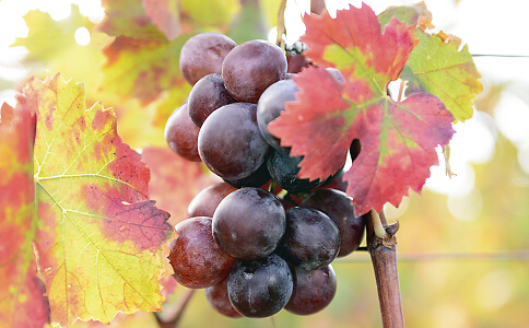 吃什麼可以減肥 葡萄減肥效果好嗎 吃葡萄可以減肥嗎