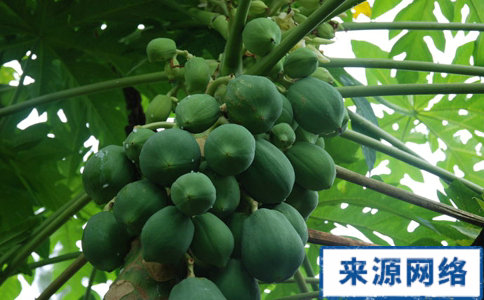 消腫減肥吃什麼好 消腫減肥吃什麼 吃什麼能消腫減肥