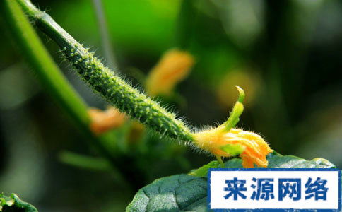 適合減肥的低脂食物有哪些 哪些低脂食物適合減肥 什麼食物適合低脂減肥