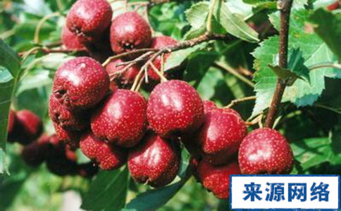 秋季吃什麼能減肥 秋季吃了能減肥的食物有哪些 秋季哪些食物吃了適合減肥