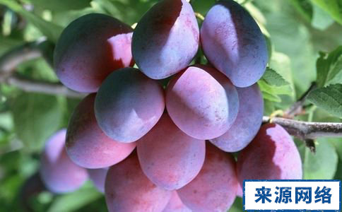 怎麼清腸排毒 排毒減肥法 如何排毒減肥
