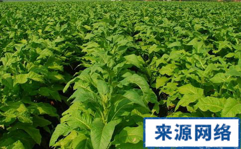 大白菜減肥食譜 大白菜減肥法 大白菜如何減肥