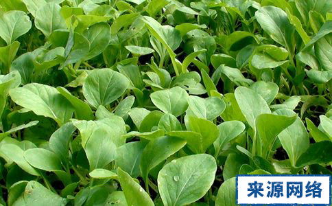 夏季如何減肥 夏季減肥方法 夏季1天減1斤
