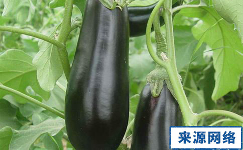 吸脂食物有哪些 吸脂食物盤點 吸脂減肥