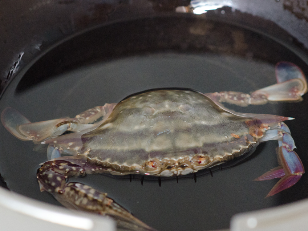 豆腐燒梭子蟹的做法步驟：2