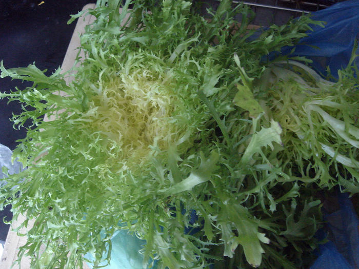 清涼美味的小涼菜---【涼拌苦菊】的做法步驟：1
