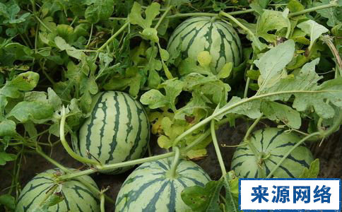 減肥吃什麼 吃什麼低卡食品可以減肥 低卡減肥食品