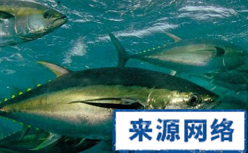 8種低卡美容瘦身食物 多吃不怕塑美女 減肥吃什麼 吃什麼食物可以減肥 減肥的方法