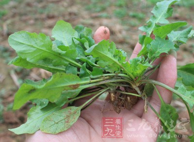 加上新鮮的荠菜100克 加上新鮮的荠菜100克