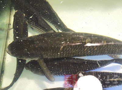 鲫魚500克、黑豆150克、花生150克、紅芸豆100克、鹽適量