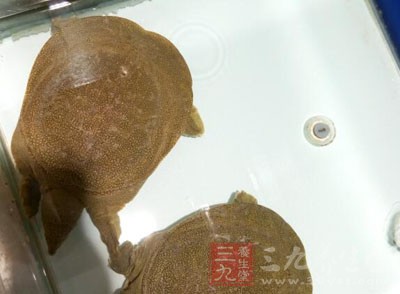 甲魚1只，宰殺，剖開洗淨