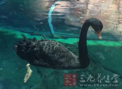鴨子1只(約800克)、檸檬1個、香油1小匙、高湯25大匙、精鹽3小匙、味精2小匙
