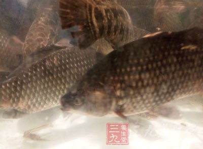 鲫魚殺好洗淨瀝干水 鲫魚殺好洗淨瀝干水