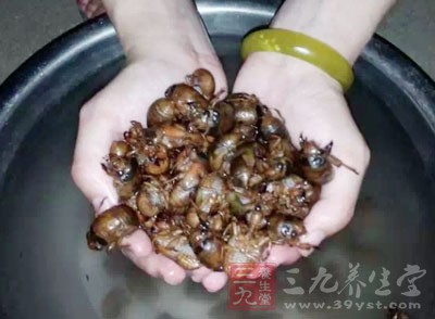 活的知了猴(蟬若蟲)150克，橄榄油100克，精鹽