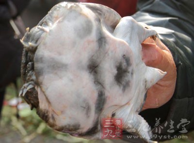 甲魚自古就被人們視為滋補佳品