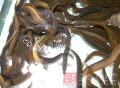 成年男性常喝泥鳅湯，可以滋補強身、增強體力，提高男性的功能