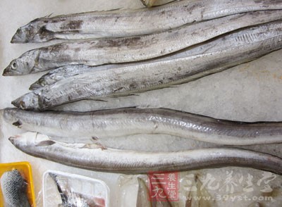 將帶魚表面水分吸干後再拍層生粉 將帶魚表面水分吸干後再拍層生粉