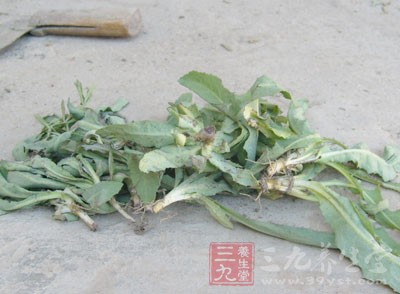 苦苦菜摘去爛葉,掐去老根,洗淨 苦苦菜摘去爛葉,掐去老根,洗淨