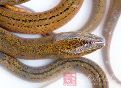 鳝魚除了營養價值高外，很多人喜歡它是因為它口感好