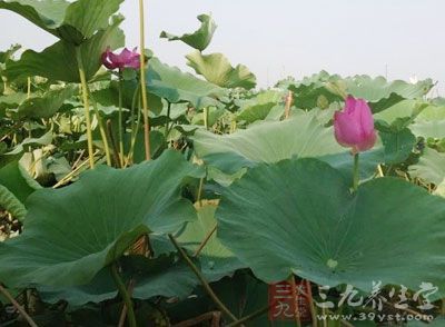 荷葉洗淨用沸水燙一下,包嚴雞體 荷葉洗淨用沸水燙一下,包嚴雞體