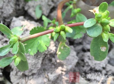中醫認為，在夏天食用馬齒苋有清熱解毒、治療腸類和大便干結等症狀