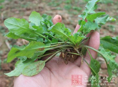 荠菜不僅味美可口,而且營養豐富 荠菜不僅味美可口,而且營養豐富