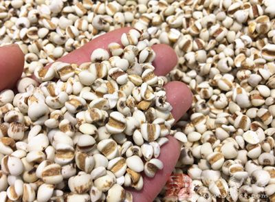 經常食用薏米仁對我們的腸胃也有非常好的好處