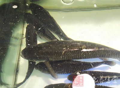 冬筍100克，250克的鲫魚1條