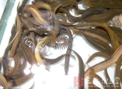 泥鳅,是一種很特別的魚 泥鳅,是一種很特別的魚