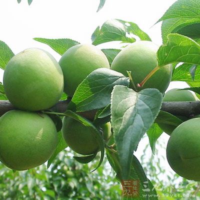 涼開水,小青梅,魚膠粉2勺 涼開水,小青梅,魚膠粉2勺