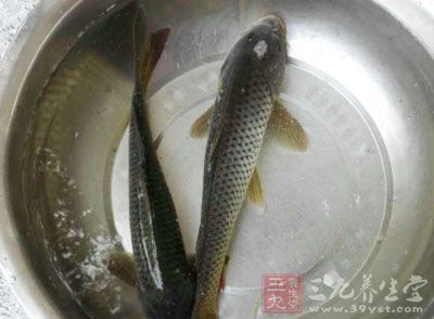 鯉魚的功效還有很多 鯉魚的功效還有很多