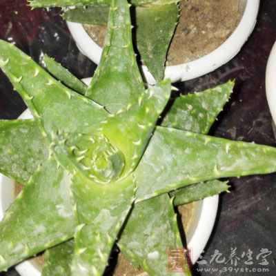 蜜豆和新鮮蘆荟在各地一些大型超市可以買到 蜜豆和新鮮蘆荟在各地一些大型超市可以買到