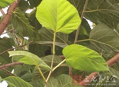 桑葉是可以降低尿酸指數的