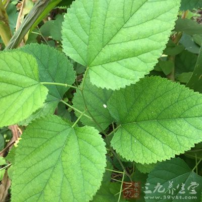 夏枯草25g，桑葉25g，菊花25g，黃豆25g，清水12碗