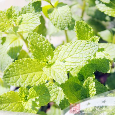 薄荷30克,桑葉5克,菊花8克,蜂蜜適量 薄荷30克,桑葉5克,菊花8克,蜂蜜適量