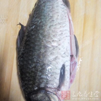 鲫魚去鱗及腸肚,洗淨,入油鍋煎熟備用 鲫魚去鱗及腸肚,洗淨,入油鍋煎熟備用
