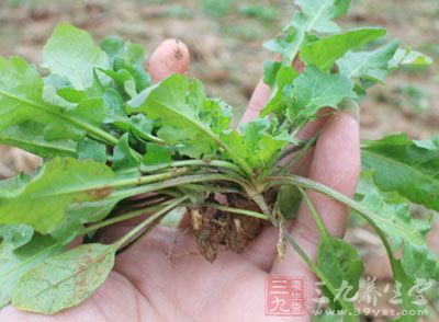 吃後可起到預防頭發提早變白、清血熱、解毒、止血的功效