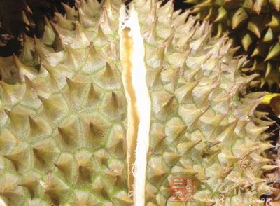 榴蓮特別的味道讓很多人停下了腳步,不再靠近它 榴蓮特別的味道讓很多人停下了腳步,不再靠近它