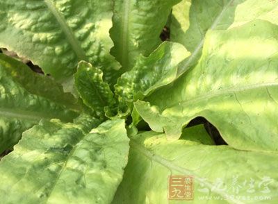 莴苣葉,蛋2個,水發黑木耳一些,葵花子油適量,鹽適量,糖適量 莴苣葉,蛋2個,水發黑木耳一些,葵花子油適量,鹽適量,糖適量