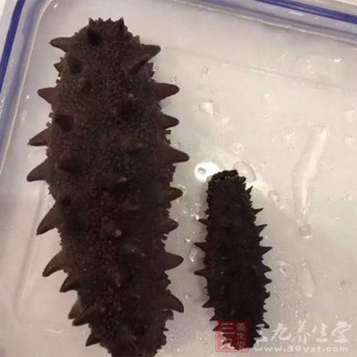 海參屬高蛋白低脂肪、低膽固朜海產品