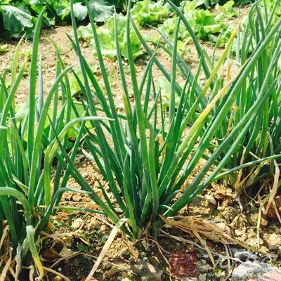 土豆,鹽,蔥,蒜,干辣椒,花椒 土豆,鹽,蔥,蒜,干辣椒,花椒