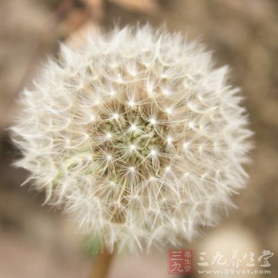 蒲公英味清香，除上面說的外，還有治療腮腺炎的作用