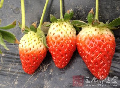 草莓500g，糖150g，檸檬汁30cc