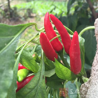 洗淨的鵝腸500克,青紅椒15克 洗淨的鵝腸500克,青紅椒15克