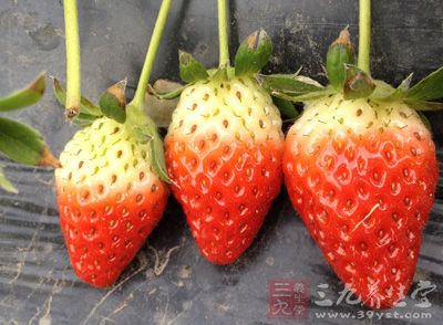 草莓,黑巧克力,白巧克力,竹簽,裱花袋 草莓,黑巧克力,白巧克力,竹簽,裱花袋