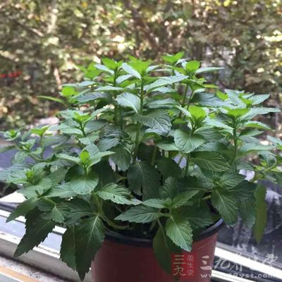 椰漿200ml，奧利奧，薄荷葉，植物奶220ml
