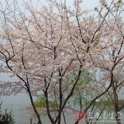 雪碧200g，吉利丁粉7g，純淨水50g，櫻花5朵