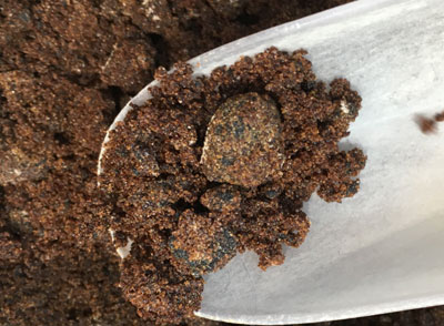 紅糖50克，面粉250克，酵母2.5克，水125克左右，鹽2克