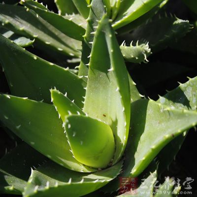 玫瑰、茉莉、蘆荟、歐石楠、馬鞭草各少許 玫瑰、茉莉、蘆荟、歐石楠、馬鞭草各少許