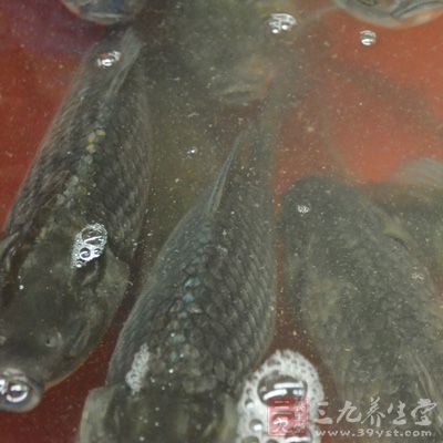 草魚一條,泡辣椒少許,泡蒜少許 草魚一條,泡辣椒少許,泡蒜少許